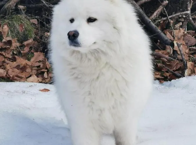 Al Casello Apartmanhotel